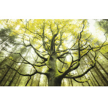 Boom met takken in bos