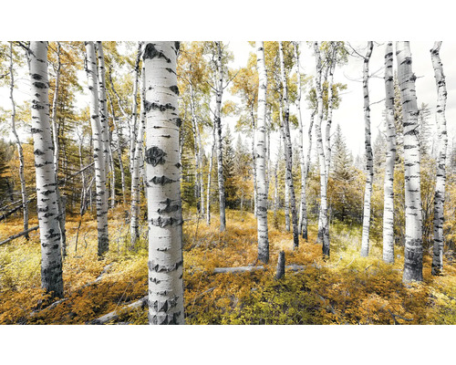 KOMAR Fotobehang vlies SHX9-015 Wanderlust - Stefan Hefele Colorful Aspenwoods 450x280 cm Birkenbos in de herfst