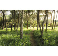 Bosweg met bomen en gras