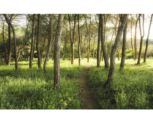 KOMAR Fotobehang vlies SHX9-011 Wanderlust - Stefan Hefele Magic Flower Forest 450x280 cm Bosweg met bomen en gras