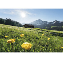 Landschap met bloemenweide, berghut en bergpanorama