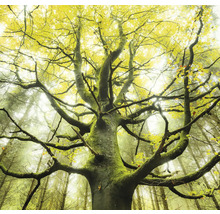 Bomen met loofbomen en mos in het bos