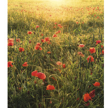 Veld met klaprozen in het ochtendlicht