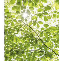 Doorkijk door boomkruin met bladeren en zonlicht