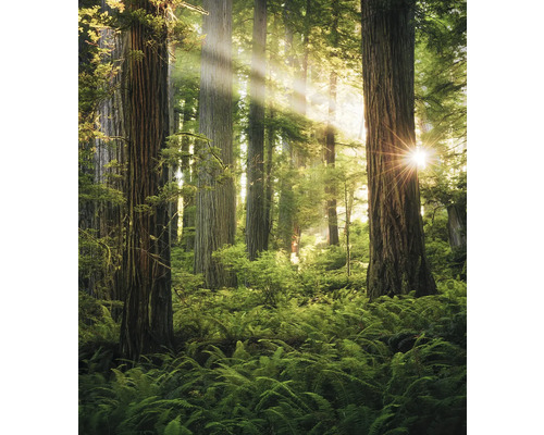 KOMAR Fotobehang vlies SHX5-037 Wanderlust - Stefan Hefele Goblins Woods 250x280 cm Bosscène met varens en boomstammen in zonlicht