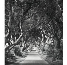 Laan met oude bomen die een tunnel vormen over een weg