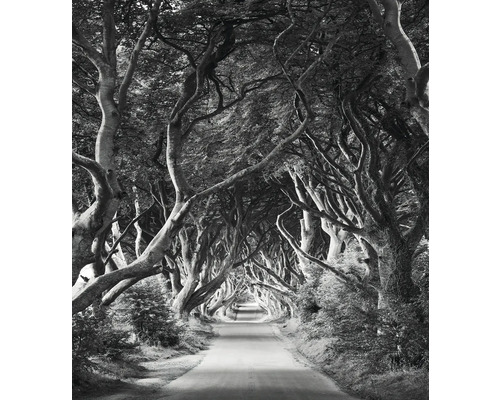 KOMAR Fotobehang vlies SHX5-033 Wanderlust - Stefan Hefele Forevenue 250x280 cm Laan met oude bomen die een tunnel vormen over een weg