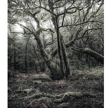 Scene van een bos met bomen en vegetatie
