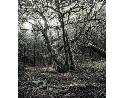 KOMAR Fotobehang vlies SHX5-018 Wanderlust - Stefan Hefele The Model 250x280 cm Scene van een bos met bomen en vegetatie