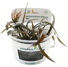 Dennerle Cryptocoryne spiralis 'Red' in in-vitro beker, een aquariumplant.