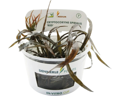 DENNERLE Waterplant Cryptocoryne spiralis 'Red' in pot Dennerle Cryptocoryne spiralis 'Red' in in-vitro beker, een aquariumplant.