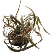 Waterplant met lange, smalle bladeren voor aquaria