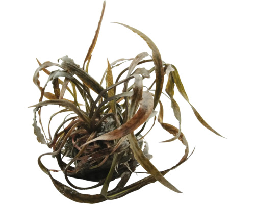 Waterplant met lange, smalle bladeren voor aquaria