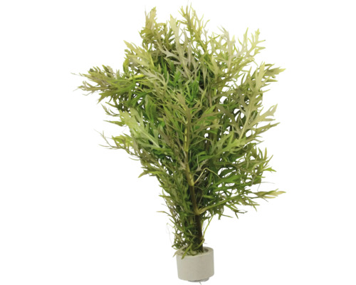 DENNERLE Waterplant Hygrophila Difformis Kunstplant in pot