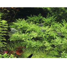 Aquariumplanten en vissen in een aquarium.