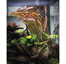 Aquariumplanten in een aquarium.