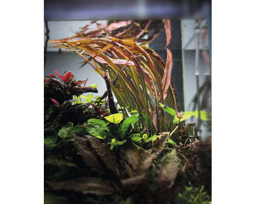 Aquariumplanten in een aquarium.