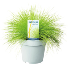 Intense AmiLime smelegras in een pot