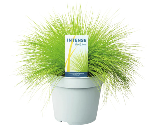 Intense AmiLime smelegras in een pot