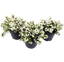 Drie sneeuwbes planten in potten