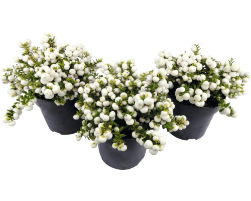 Drie sneeuwbes planten in potten