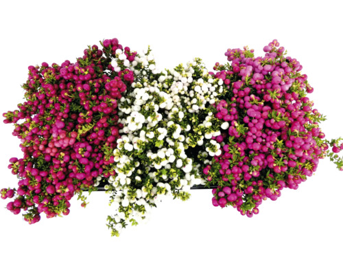 FLORASELF Parelbes Pernettya (Gaultheria) mucronata potmaat Ø 14 cm H 15-30 cm Bovenaanzicht van schoonvrucht met bessen