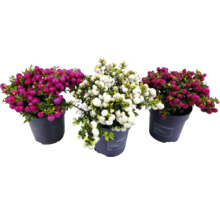 Drie potten met Gaultheria-planten