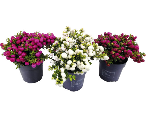 Drie potten met Gaultheria-planten