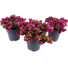 Drie potplanten van de koraalbes met decoratieve bessen
