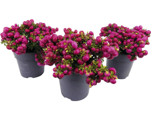 Drie potplanten van de koraalbes met decoratieve bessen