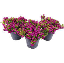 Drie potten met Pernettya plant