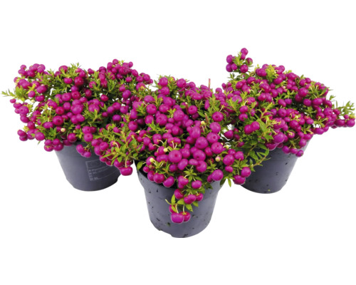 FLORASELF Parelbes Pernettya (Gaultheria) mucronata potmaat Ø 14 cm H 15-30 cm Drie potten met Pernettya plant