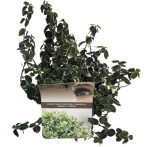 Groenblijvende klimstruik Euonymus fortunei 'Emerald Gaiety' in pot