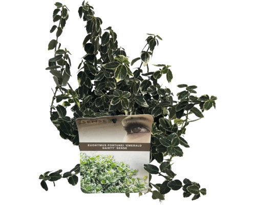 FLORASELF Kardinaalsmuts Euonymus fortunei 'Emerald Gaiety' potmaat Ø 17 cm H 15-20 cm Groenblijvende klimstruik Euonymus fortunei 'Emerald Gaiety' in pot