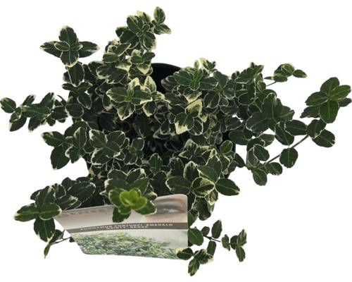 Groenblijvende kardinaalsmuts in pot met groen-witte bladeren