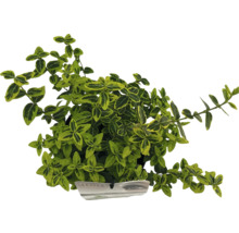 Euonymus fortunei plant met groen gele bladeren