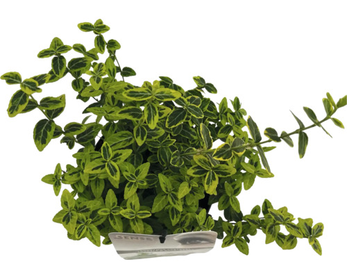 Euonymus fortunei plant met groen gele bladeren