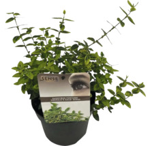 Kruipspindel in pot