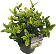 Japanse Kardinaalsmuts in pot