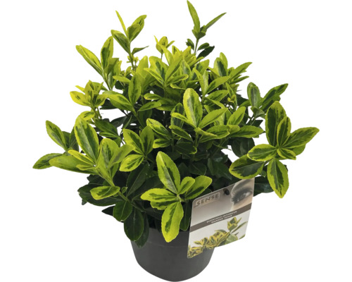 Japanse Kardinaalsmuts in pot