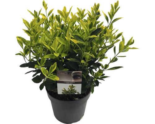 Japanse kardinaalsmuts in pot