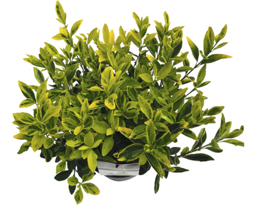 Groenblijvende kardinaalsmuts in pot