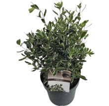Japanse kardinaalsmuts in pot