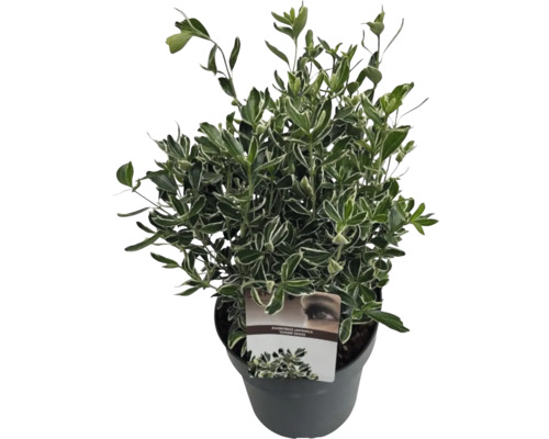 FLORASELF Japanse Kardinaalsmuts Euonymus japonicus 'Susan' potmaat Ø 23 cm H 30-40 cm Japanse kardinaalsmuts in pot