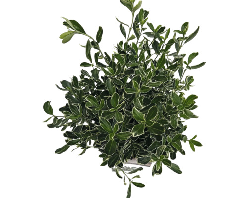 Groenblijvende kardinaalsmuts met groene bladeren en witte randen