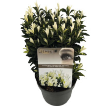 Euonymus japonicus 'Paloma Blanca' in pot