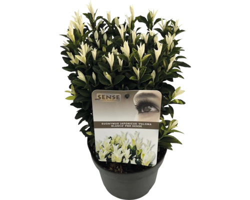 FLORASELF® Japanse Kardinaalshoed Euonymus Japonica Kathy potgrootte Ø 17 cm Euonymus japonicus 'Paloma Blanca' in pot