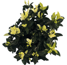 Groenblijvende kardinaalsmuts met bladeren