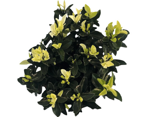 Groenblijvende kardinaalsmuts met bladeren