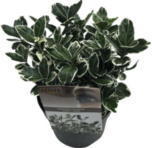 Japanse Kardinaalsmuts in pot